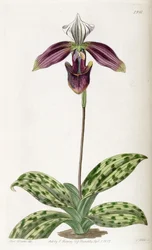Paphiopedilum purpuratum